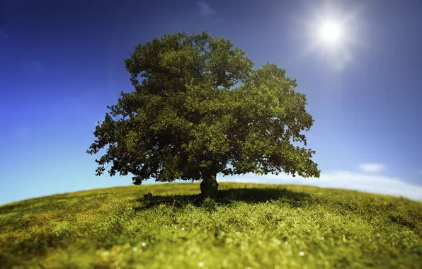 Картинка небо, трава, солнце, пейзаж, природа, дерево, grass, sky