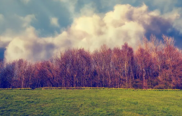 Картинка поле, небо, трава, облака, деревья