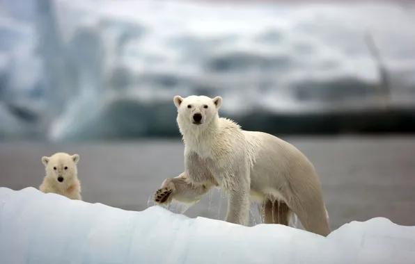Медвежонок, белые медведи, Арктика, медведица