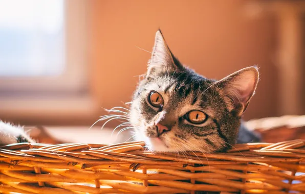 Кошка, кот, усы, свет, уют, дом, серый, стена