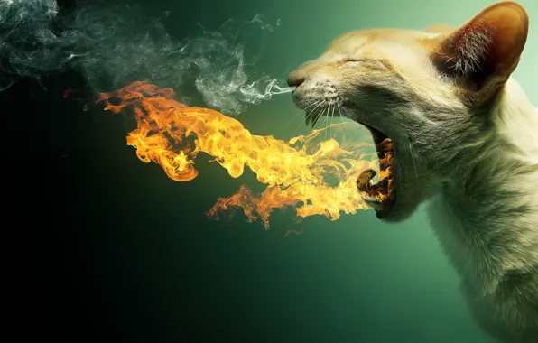 Картинка кошка, кот, огонь, зубы, пасть, пылает, дым. пар