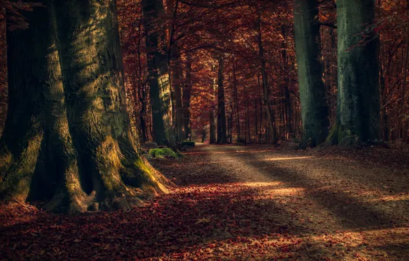 Осень, лес, листья, деревья, природа