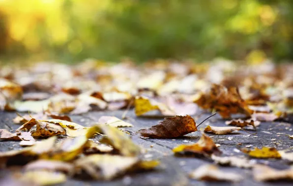 Грусть, осень, листья, природа, парк, листопад, autumn, сентябрь