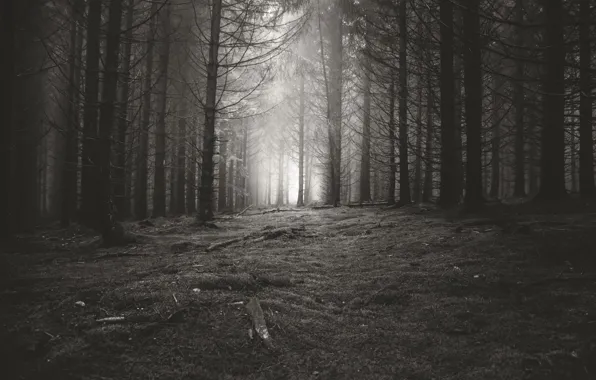 Лес, деревья, природа, черно-белое, монохром, monochrome, black and white