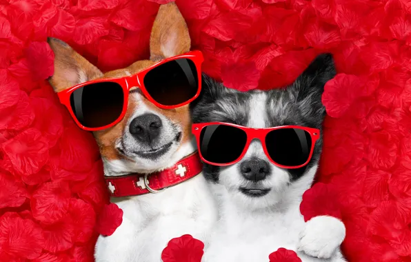 Собака, лепестки, love, rose, dog, romantic, hearts, funny
