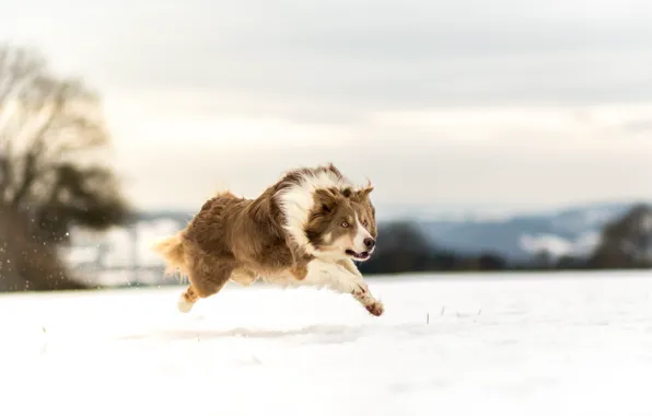 Зима, снег, собака, бег