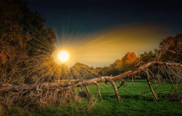 Картинка солнце, утро, сухое дерево