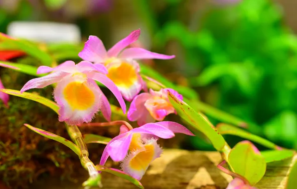 Макро, природа, растение, лепестки, орхидея
