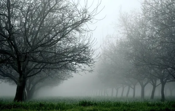 Картинка трава, деревья, природа, туман