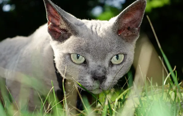 Картинка кошка, трава, кот, взгляд, мордашка, Девон-рекс
