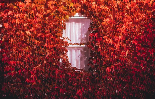 Картинка осень, дом, окно
