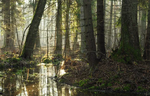 Forest, trees, nature, morning
