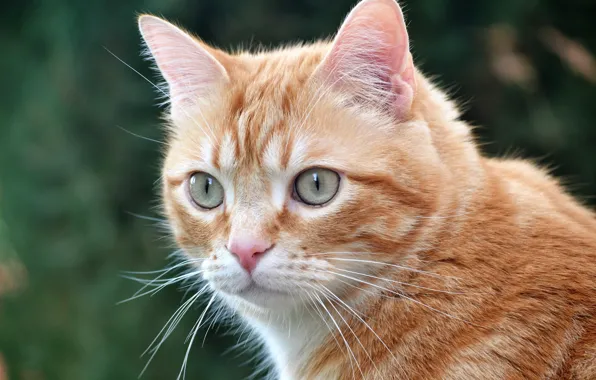 Картинка кошка, взгляд, портрет, мордочка, рыжая