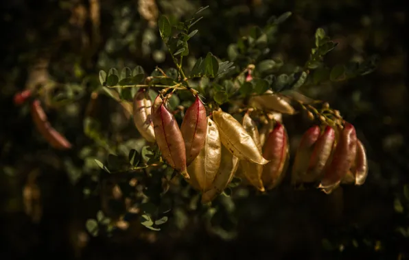 Light, nature, yellow, leaves, Kide FotoArt