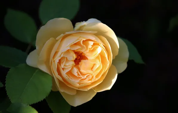 Картинка Rose, Роза, Жёлтая роза, Yellow rose