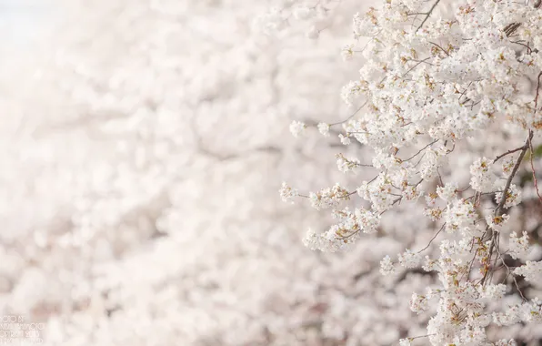 Цветы, дерево, сакура, белые