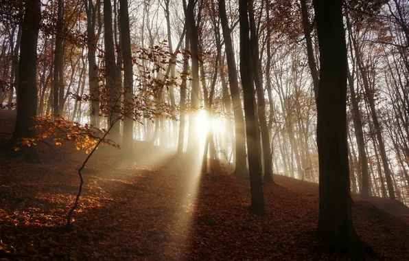 Картинка осень, лес, утро
