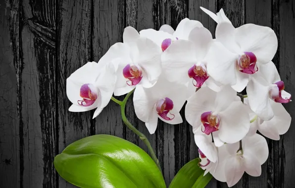 Цветы, white, flower, wood, orchid