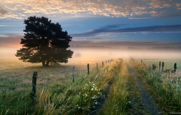 Картинка дорога, небо, трава, облака, цветы, туман, дерево, забор