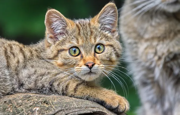 Кошка, кот, котенок, портрет, малыш, лапка, дикий лесной кот