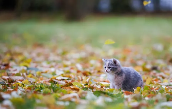 Осень, кошка, взгляд, поза, парк, котенок, серый, газон
