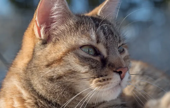 Кошка, кот, портрет, мордочка