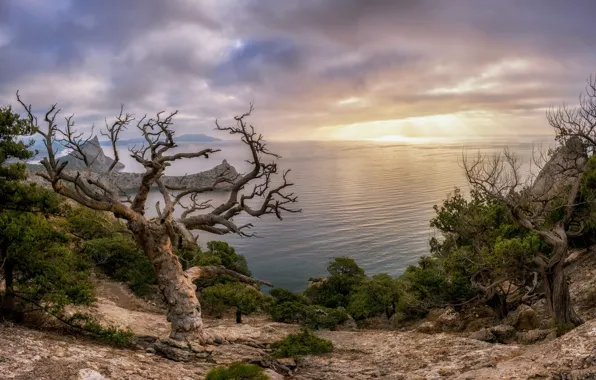 Картинка зима, море, облака, деревья, пейзаж, природа, скалы, берег