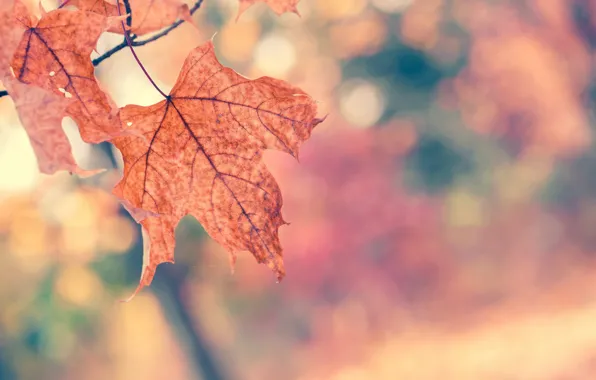 Картинка осень, макро, природа, дерево, ветка, Листья, оранжевые, кленовые