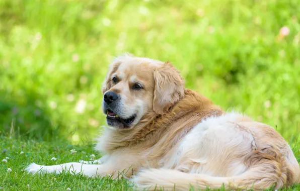 Картинка взгляд, друг, собака, Golden Retriever