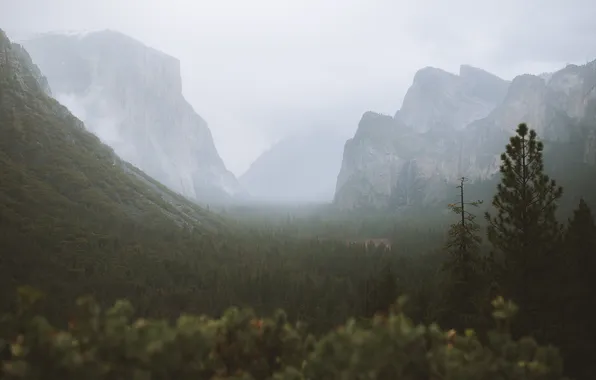 Лес, деревья, горы, туман, скалы, USA, California, Yosemite National Park