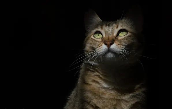Картинка кошка, кот, морда, тень