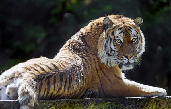 Кошка, взгляд, тигр, амурский, ©Tambako The Jaguar