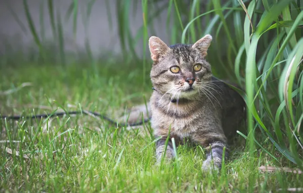 Зелень, кошка, лето, трава, кот, взгляд, листья, природа