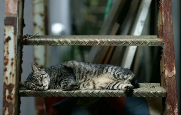 Картинка кошка, спит, лесница