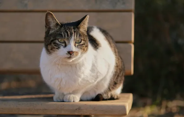 Кошка, кот, скамья