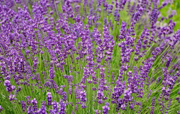 Поле, field, лаванда, Lavender