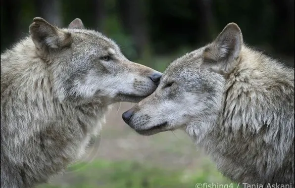 Картинка nature, snow, predator, face, animal, wolf, wildlife, portrait