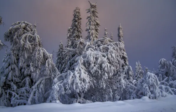 Зима, небо, снег, природа, ели, Россия, хвойные деревья, Национальный парк Таганай