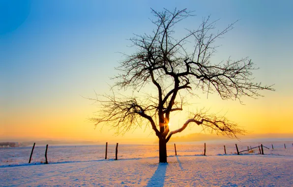 Зима, снег, закат, дерево
