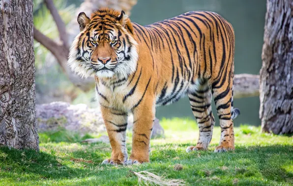 Взгляд, тигр, хищник, суматранский