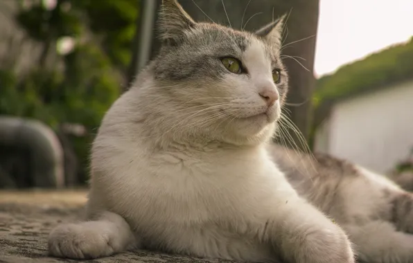 Кот, лежит, коте