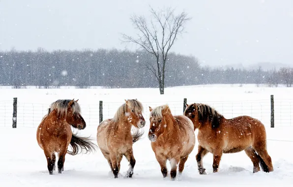 Зима, животные, снег, снежинки, природа, кони, ограда, лошади