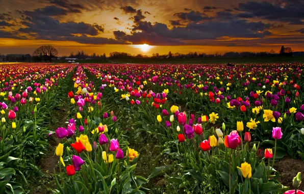Картинка поле, небо, закат, цветы, тучи, тюльпаны, плантация