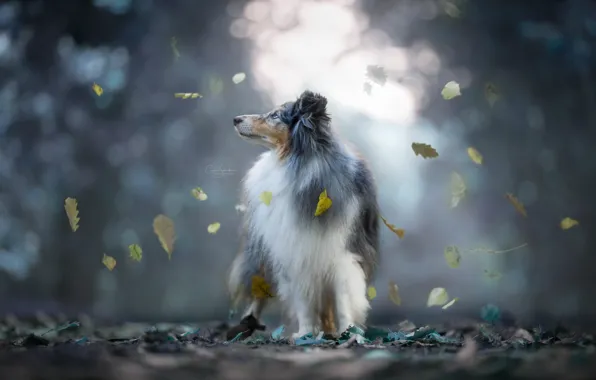 Картинка осень, листья, собака, боке, Шелти, Шетландская овчарка