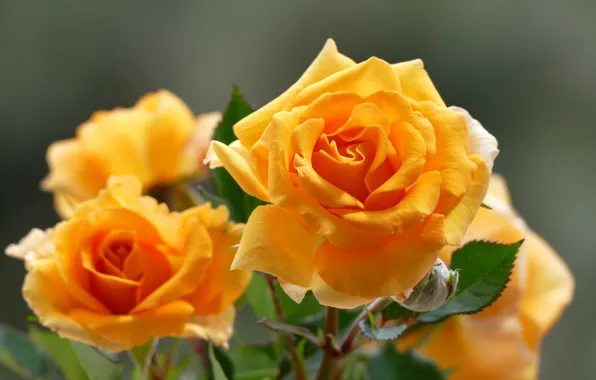 Макро, розы, жёлтые розы