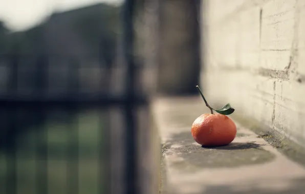 Картинка фон, фрукт, мандарин
