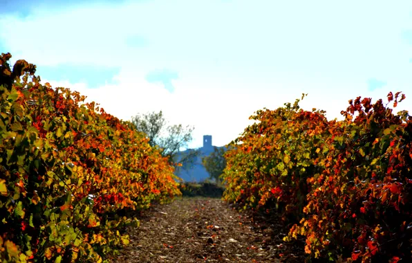 Tower, wine, Spain, Cataluña, sunny, red wine, vineyards, vitis vinifera