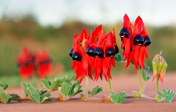 Листья, цветы, красный, растение