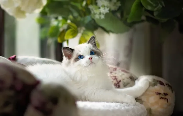 Кошка, взгляд, цветы, котенок, настроение, кресло, пушистый, лежит