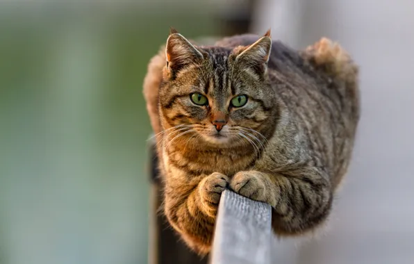 Картинка кошка, кот, взгляд, фон, мордочка, на заборе, котейка